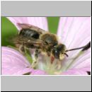 Macropis sp - Schenkelbiene m01a 9mm.jpg